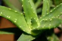 aloe vera